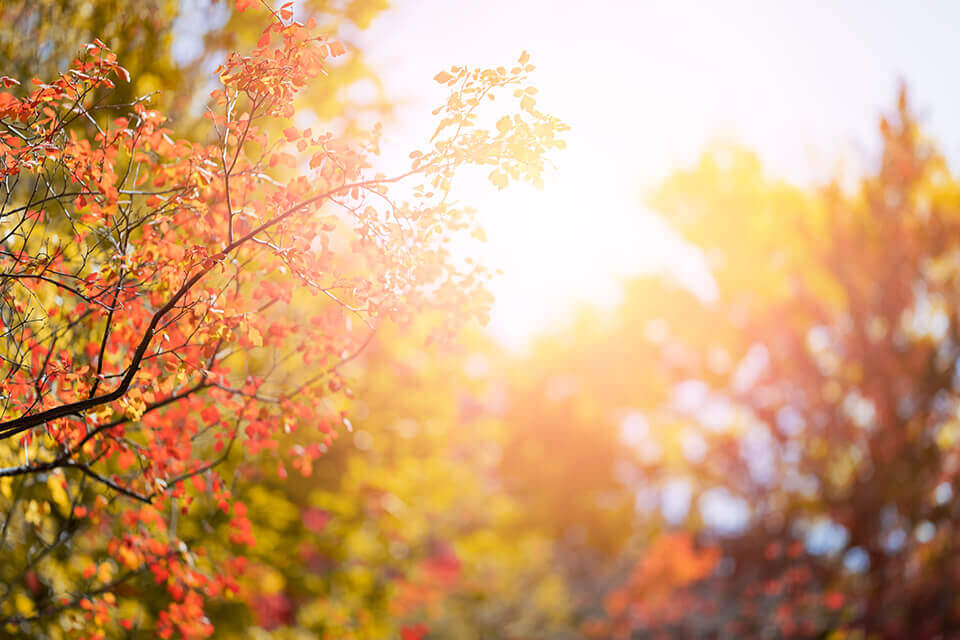Energy Saving Tips for the Fall